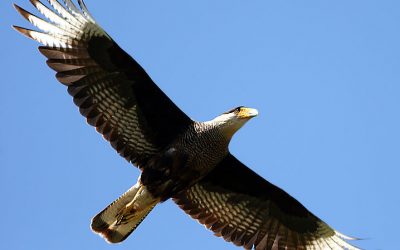 Carcará em dose dupla